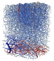 complex blood vessel system in 3D